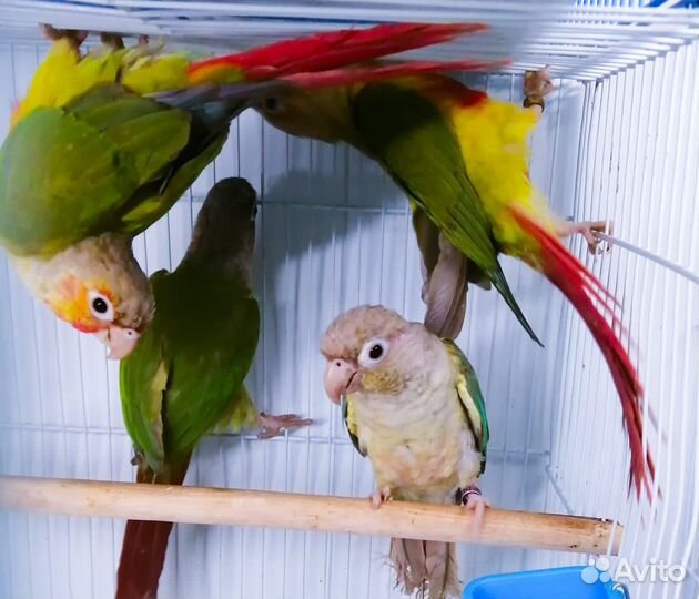 Попугай монах квакер ожерел(птенцы)