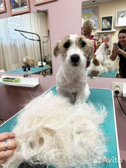 Груминг собак