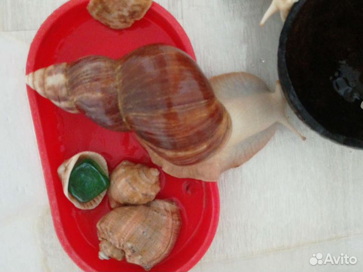 Улитки ахатины большие