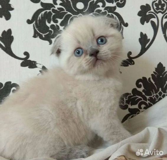 Шатланская кошка