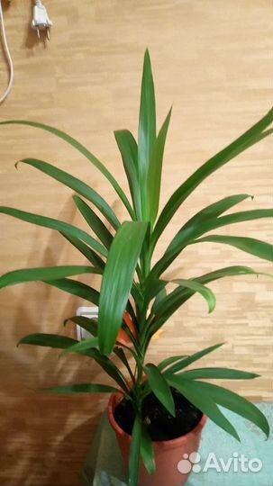 Комнатные растения цветы