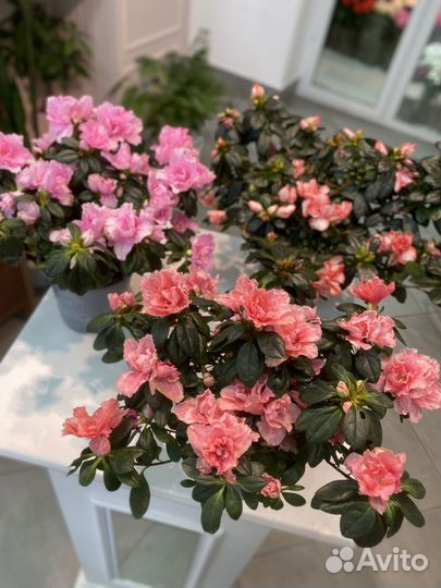 Каланхоэ, фиалка, гербера цветущие комнатные цветы