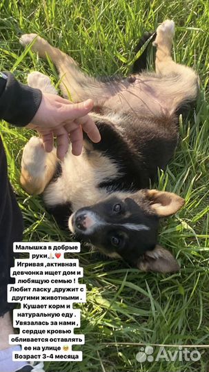 Отдам в добрые руки