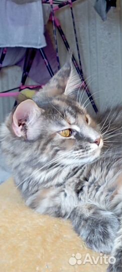 Кошки мейн-кун