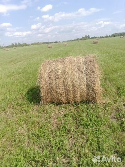 Сено солома в тюках