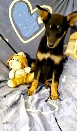 Метис в добрые руки