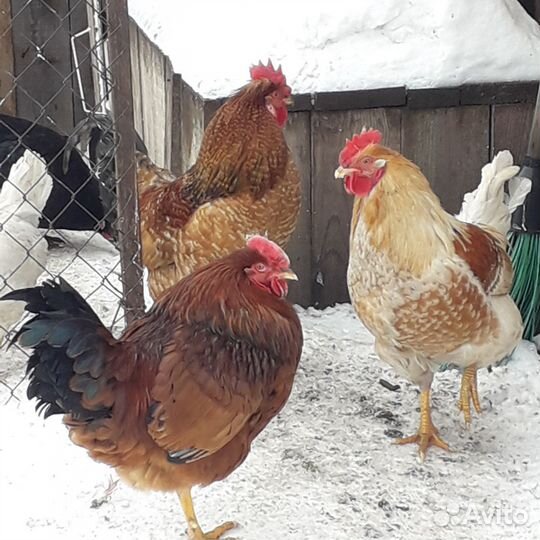 Молодые петухи