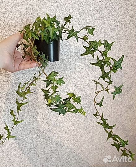 Плющ (хедера)