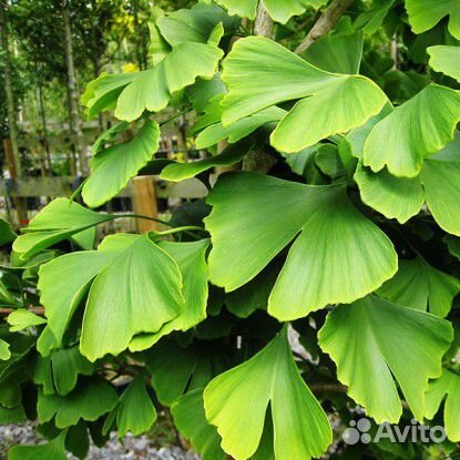 Гинкго билоба саженцы