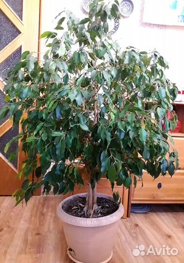 Комнатные растения цветы большие