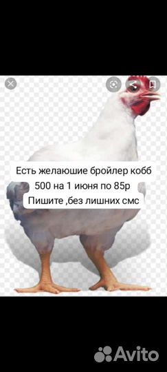 Бройлер цыплята суточные