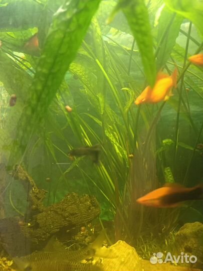 Аквариумное растение