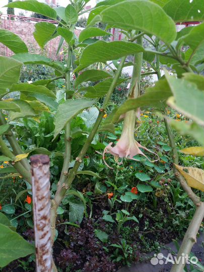 Бругмансия