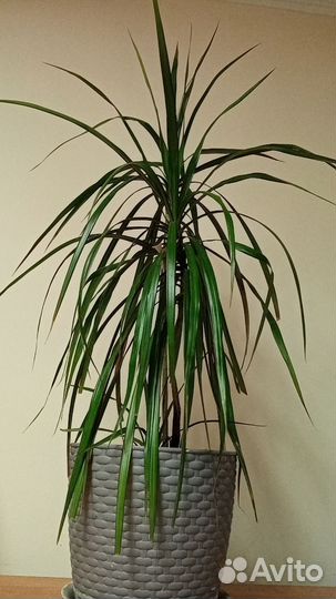 Пальма драцена взрослое растение