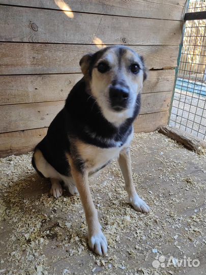 Ласковый песик Сэм в добрые руки