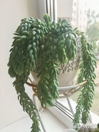 Суккуленты