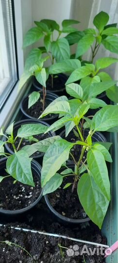 Перец декоративный 