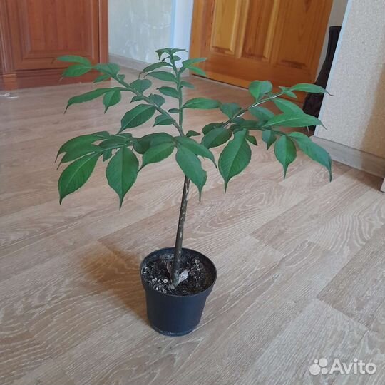 Аморфофаллус