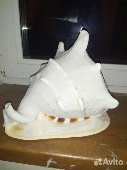 Большая ракушка