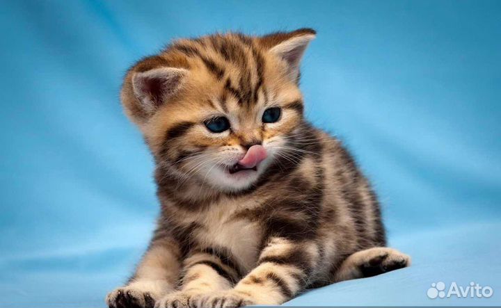 Бенгальские котята
