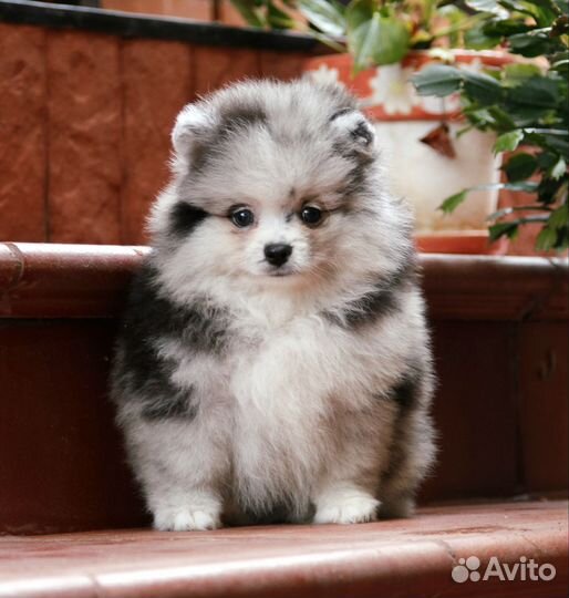 Щенок померанского шпица мальчик