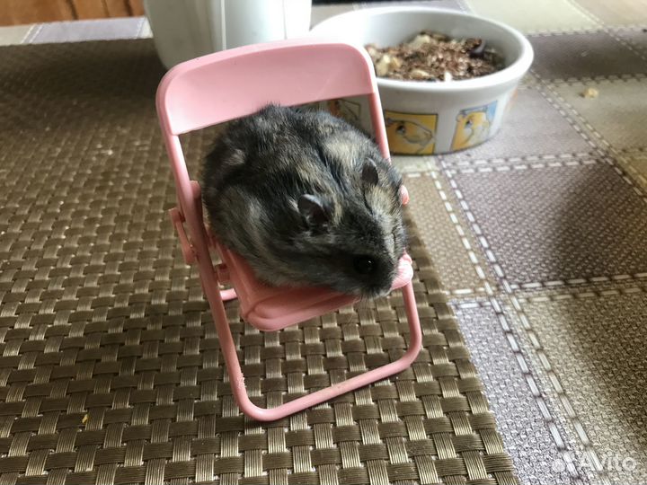 Отдаю джунгарского хомячка