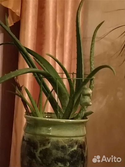 Алое вера (с горшком)