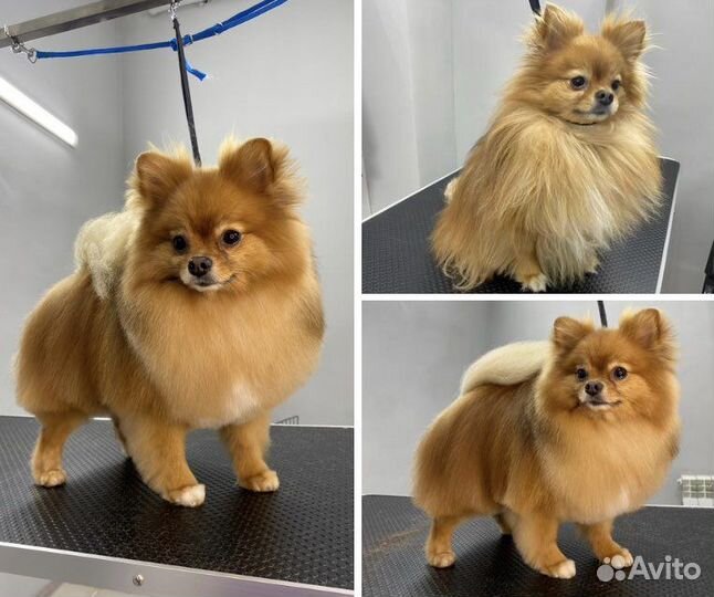 Стрижка собак и кошек, тримминг, экспресс линька