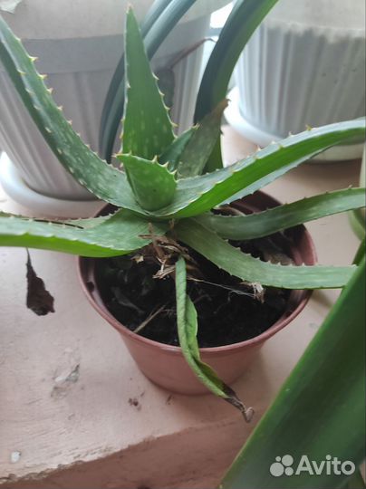 Растение алоэ вера