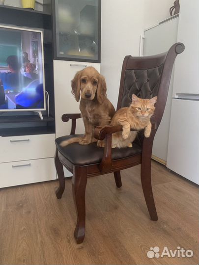 Вязка Английский кокер спаниель