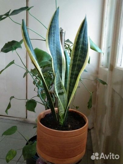 Сансевиерия сортовая с боковым отростком