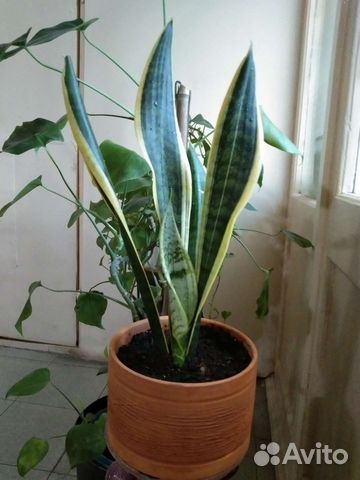 Сансевиерия сортовая с боковым отростком