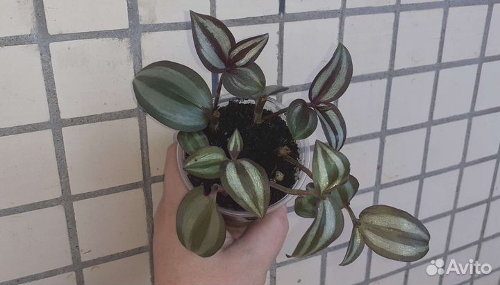 Традесканция