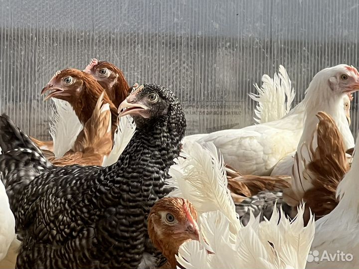 Куры несушки. Молодки
