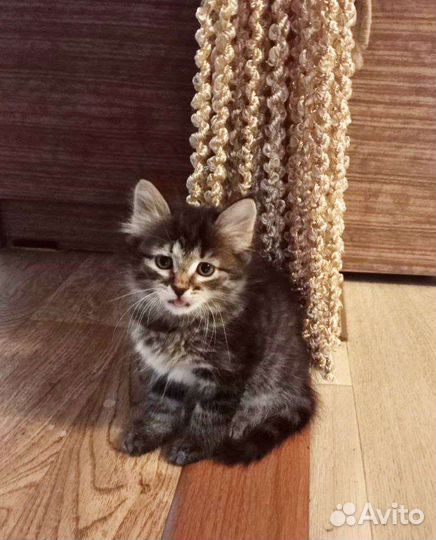 Отдам котенка в добрые руки