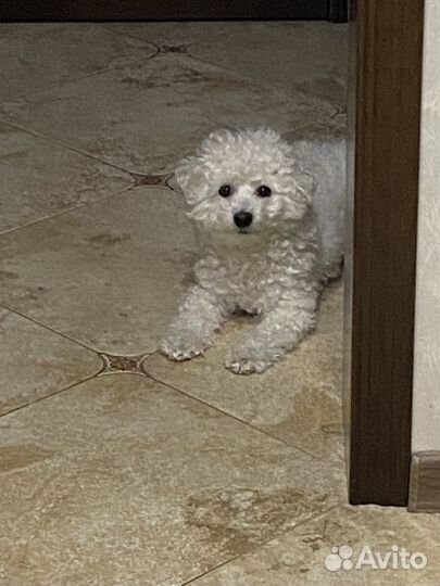 Передержка домашних животных