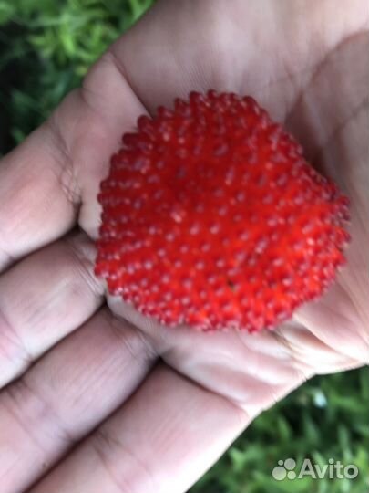 Малина Норвежская