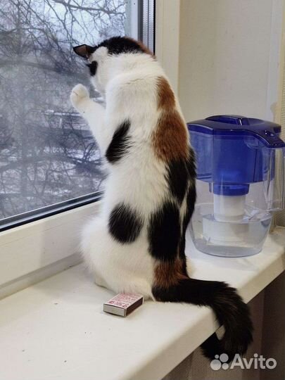 Кошка