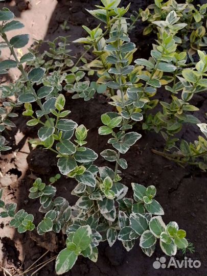 Бересклет форчуна