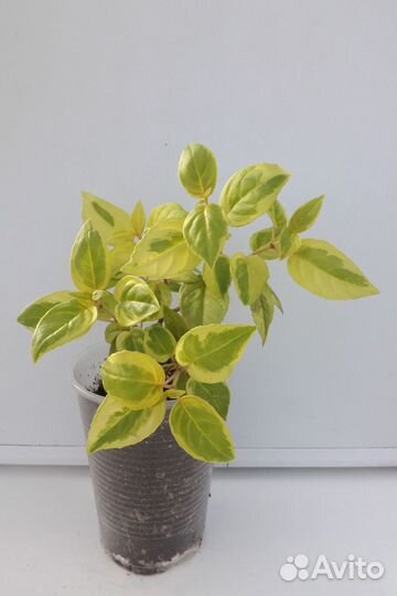 Комнатные растения разные