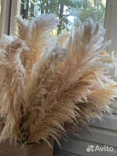 Пампасная трава Кортадерия