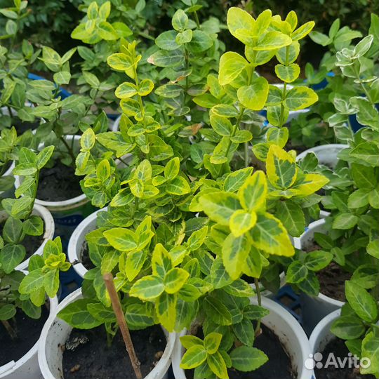 Олеандр белый