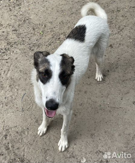 Собака стерилизованная