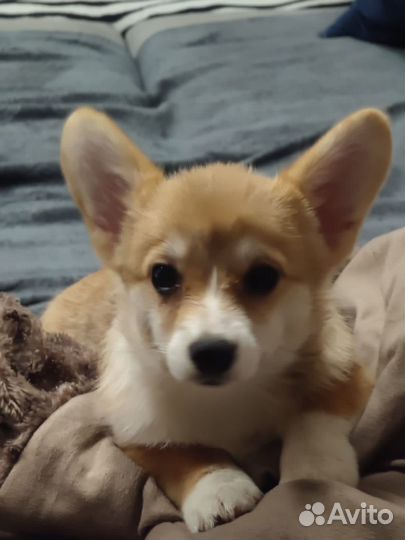 Вельш-корги пемброк девочка