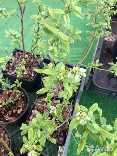 Голубика садовая саженцы