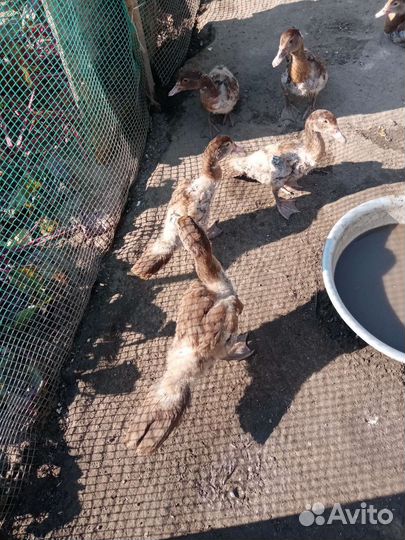 Утки шипуны