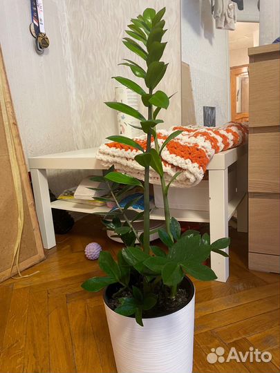 Замиокулькас замифолия