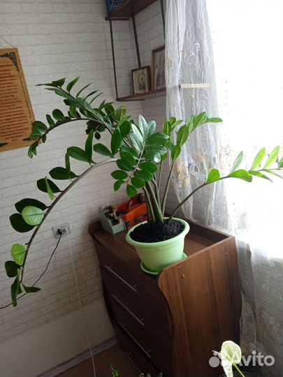 Замиокулькас