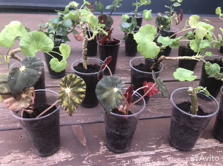 Рассада бегонии, герани, каланхоэ