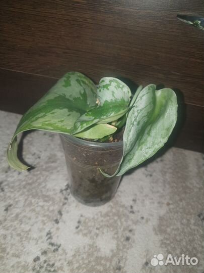 Сциндапсус треби